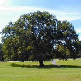 roble